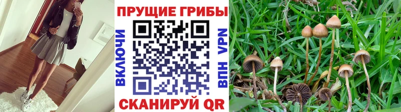 KRAKEN   Кодинск  Псилоцибиновые грибы Magic Shrooms 